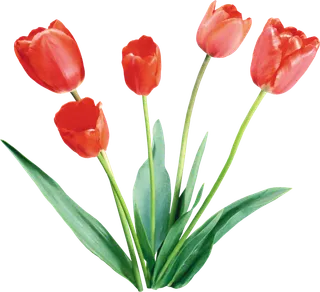 免抠红色花朵图片