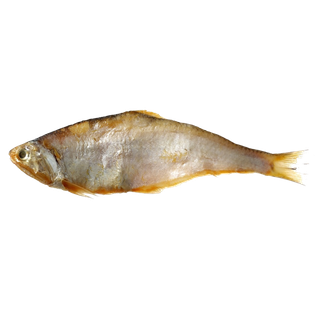 鱼类(33)海鲜超市商品红酒白底图免抠实物摄影png格式图片透明底