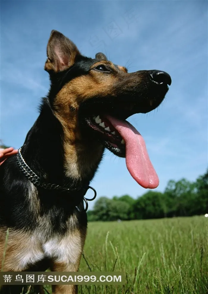 牧羊犬高清图片