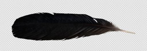 羽毛 PNG免抠(1280x451)