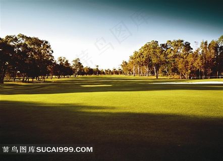 公园里树木全景图