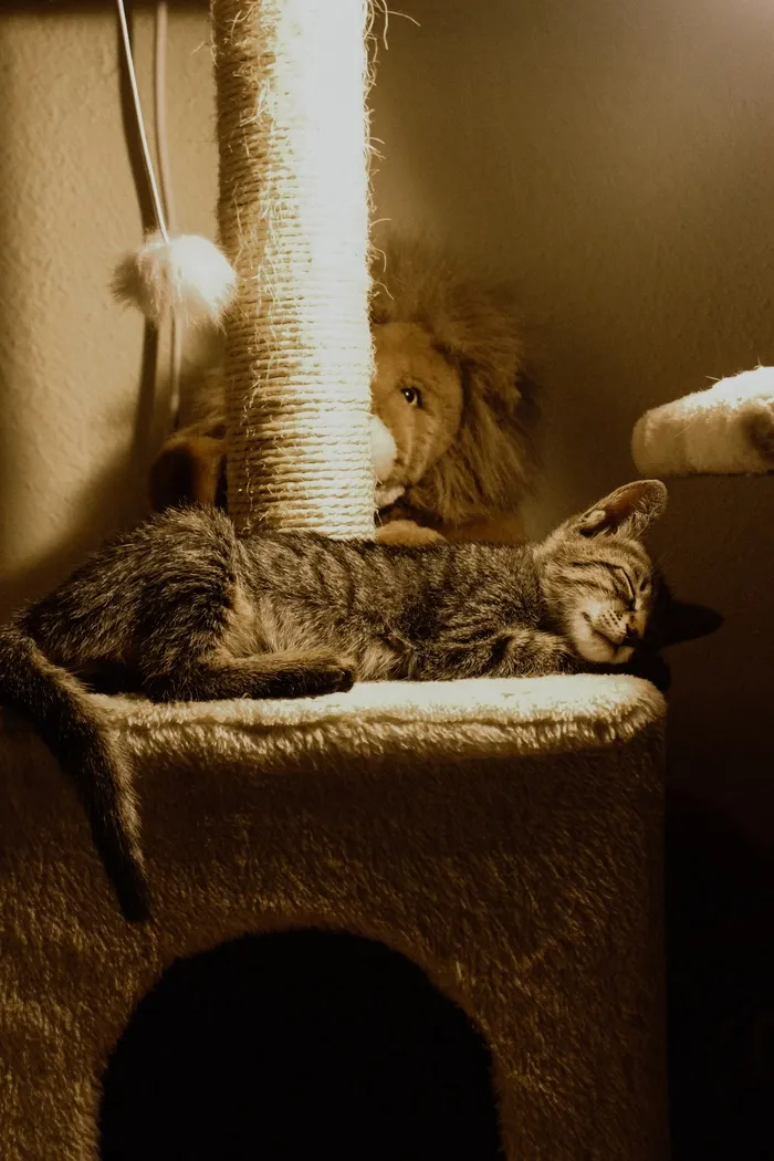 可爱猫咪猫猫摄影素材