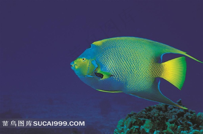 海底里的蓝色鱼