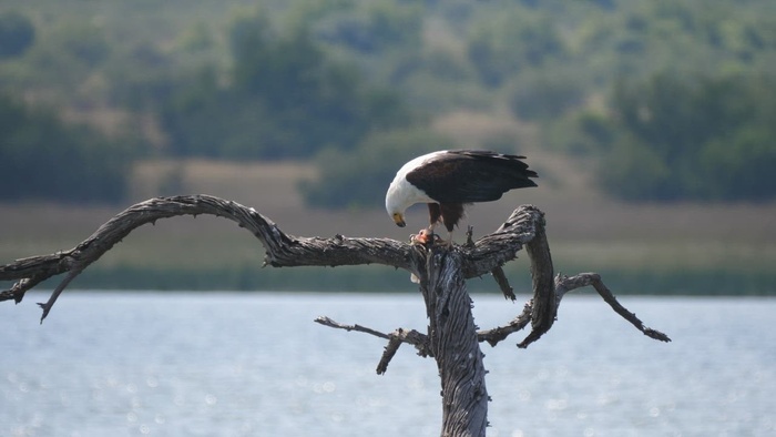 老鹰在湖里吃鱼
