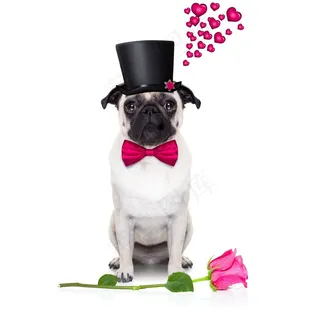 情人节狗狗可爱图片