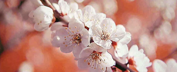 白色浪漫春季樱花花朵枝叶，立春惊蛰春分摄影图(1712x704)