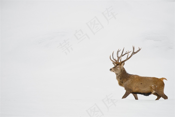 铃木唯美野生动物图片动物大全