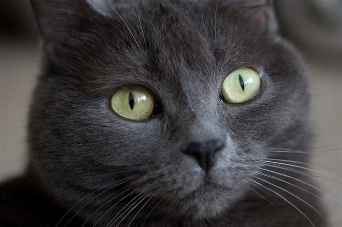 宠物猫调皮摄影图片