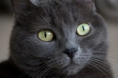 宠物猫调皮摄影图片 宠物猫调皮摄影图片