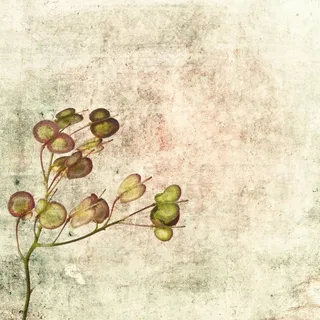 唯美清雅花卉复古画