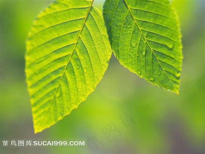 两片树叶特写图片下载