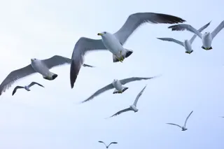 翱翔的自由自在的海鸥