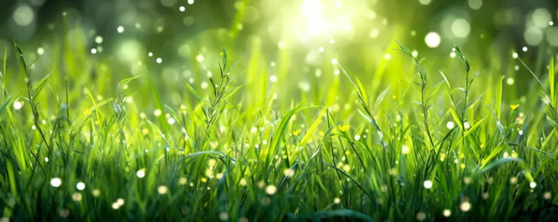 茂密的绿色草丛静距离拍摄叶子上挂载水滴摄影图