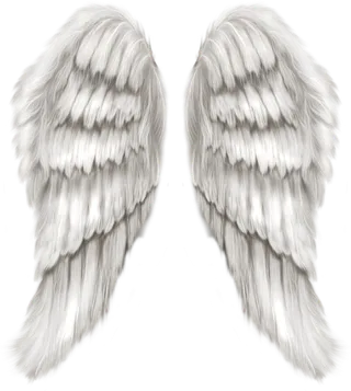 白色 羽毛 翅膀 免扣