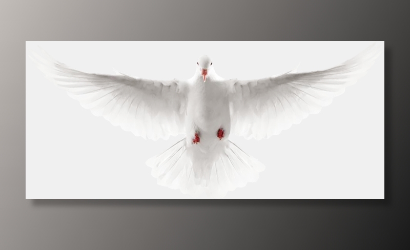 鸽子 和平鸽 白鸽子