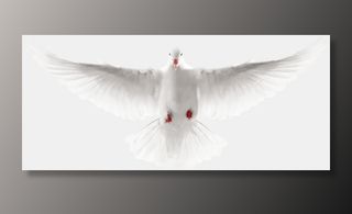 鸽子 和平鸽 白鸽子