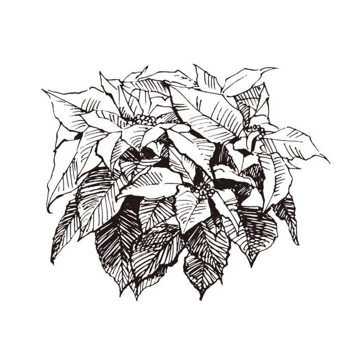 线条草本花卉手绘植物-一品红