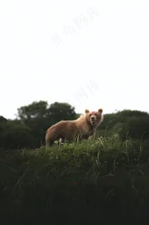 野生棕色大狗熊图片