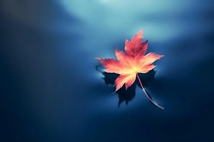 秋叶蓝色水面背景(3600x2400)