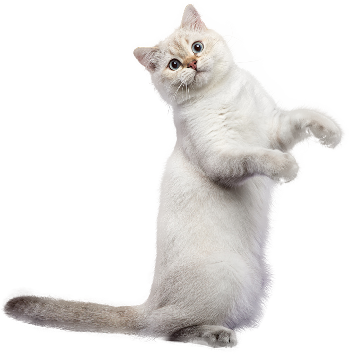 免扣素材实物猫咪摄影