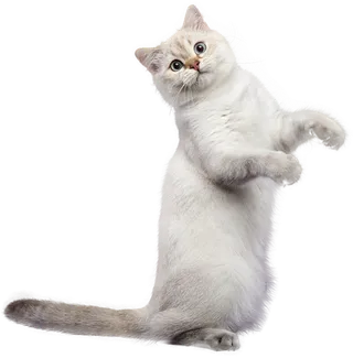 免扣素材实物猫咪摄影