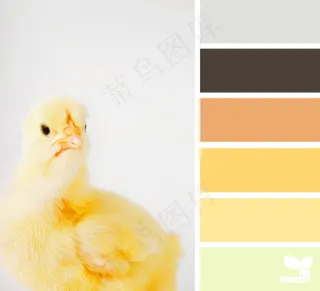 动物配色色卡色彩搭配