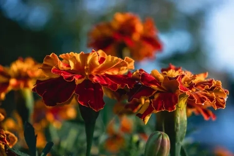 万寿菊花朵开放图片 万寿菊花朵开放图片
