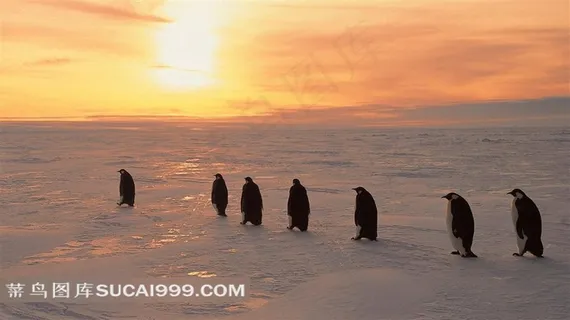 冰雪上行走的企鹅摄影素材 冰雪上行走的企鹅摄影素材
