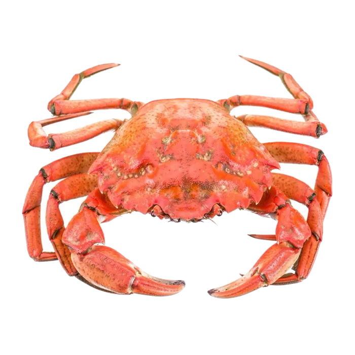 螃蟹(48)海鲜超市商品红酒白底图免抠实物摄影png格式图片透明底