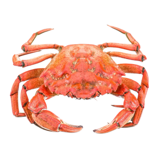 螃蟹(48)海鲜超市商品红酒白底图免抠实物摄影png格式图片透明底