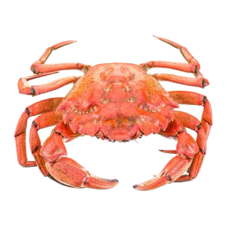 螃蟹(48)海鲜超市商品红酒白底图免抠实物摄影png格式图片透明底
