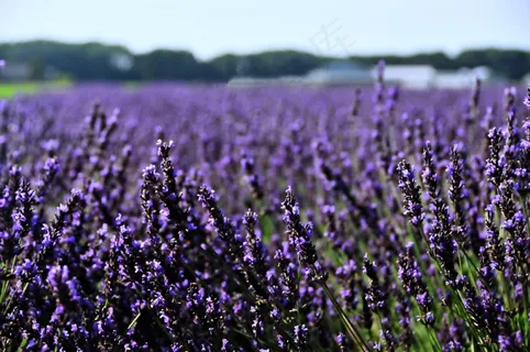 紫色薰衣草花海摄影图片 紫色薰衣草花海摄影图片