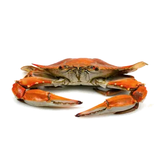 螃蟹(33)海鲜超市商品红酒白底图免抠实物摄影png格式图片透明底