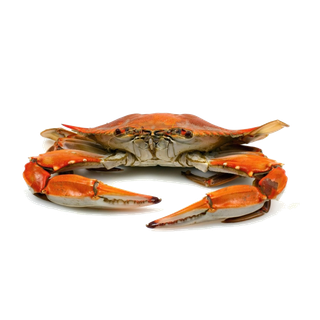 螃蟹(33)海鲜超市商品红酒白底图免抠实物摄影png格式图片透明底