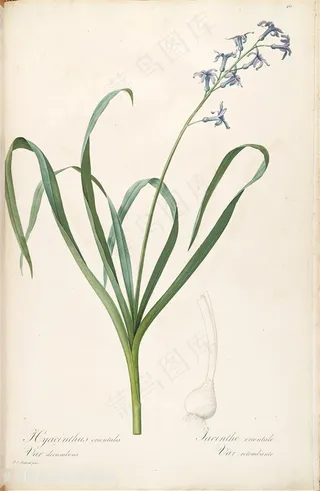 雷杜德原版高清唯美兰花花草图谱素材