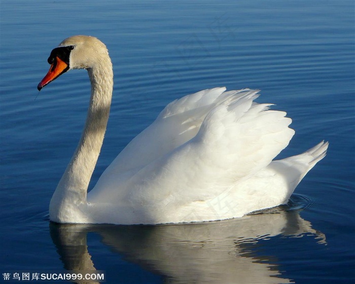 一只侧面近景高清天鹅素材鸟图片