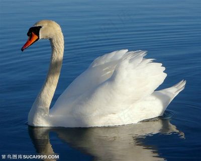 一只侧面近景高清天鹅素材鸟图片