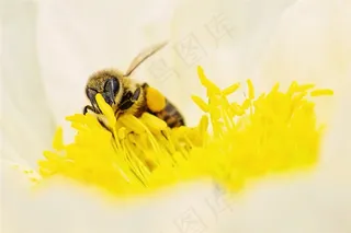 一只采蜜的蜜蜂摄影图