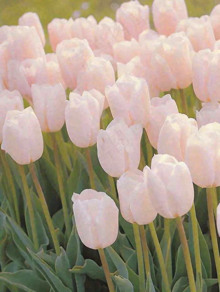 春天粉色郁金香花海绿叶温馨阳光，春分摄影图(928x1232)