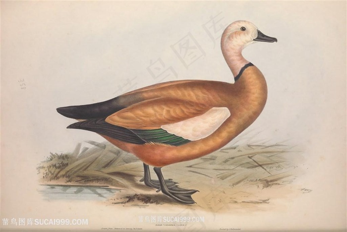 欧洲鸟类高清手绘水彩插画