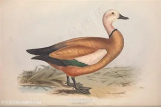 欧洲鸟类高清手绘水彩插画