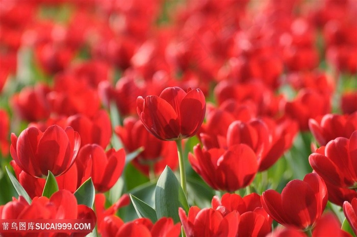 唯美红色郁金香花海鲜花图片