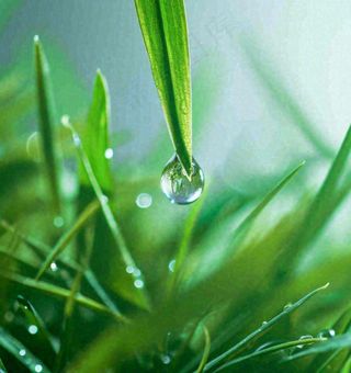 春天草地绿叶上的露珠，惊蛰雨水谷雨摄影图