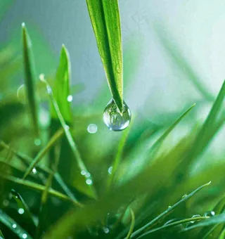 春天草地绿叶上的露珠，惊蛰雨水谷雨摄影图