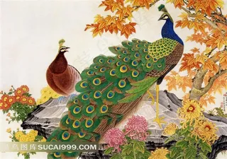 孔雀菊花花鸟图素材图片