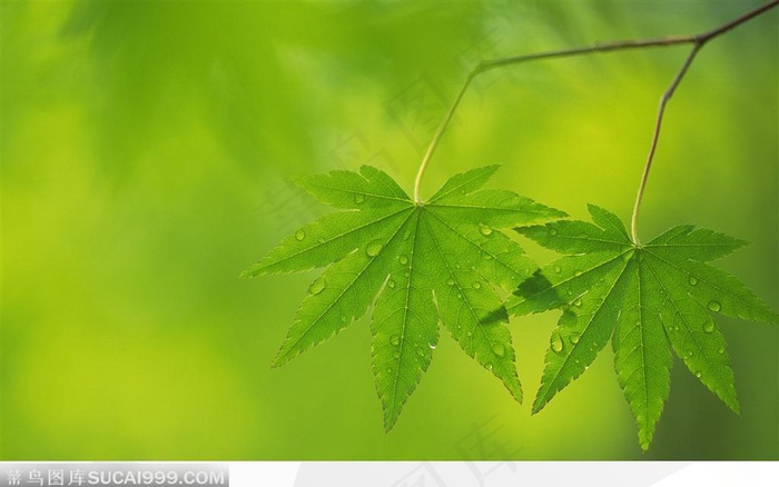 绿色枫叶叶子绿色背景