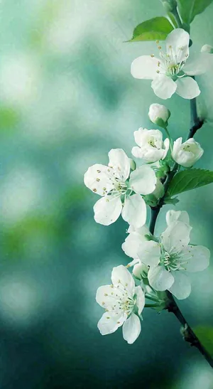 春天白色的樱花花朵和嫩芽开满枝头立春，春分摄影图