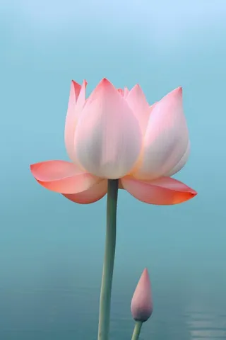 粉色荷花蓝色唯美背景