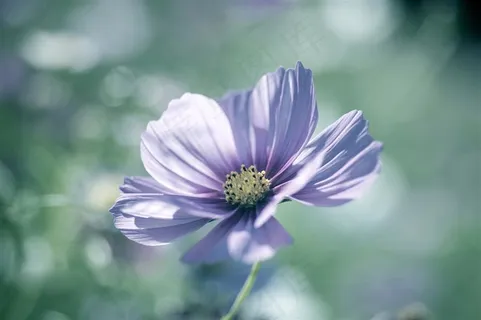 唯美高清浅紫鲜花图片 唯美高清浅紫鲜花图片