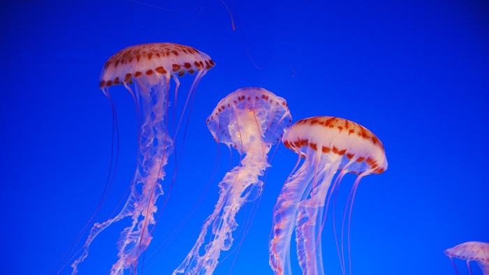 高清海洋生物水母